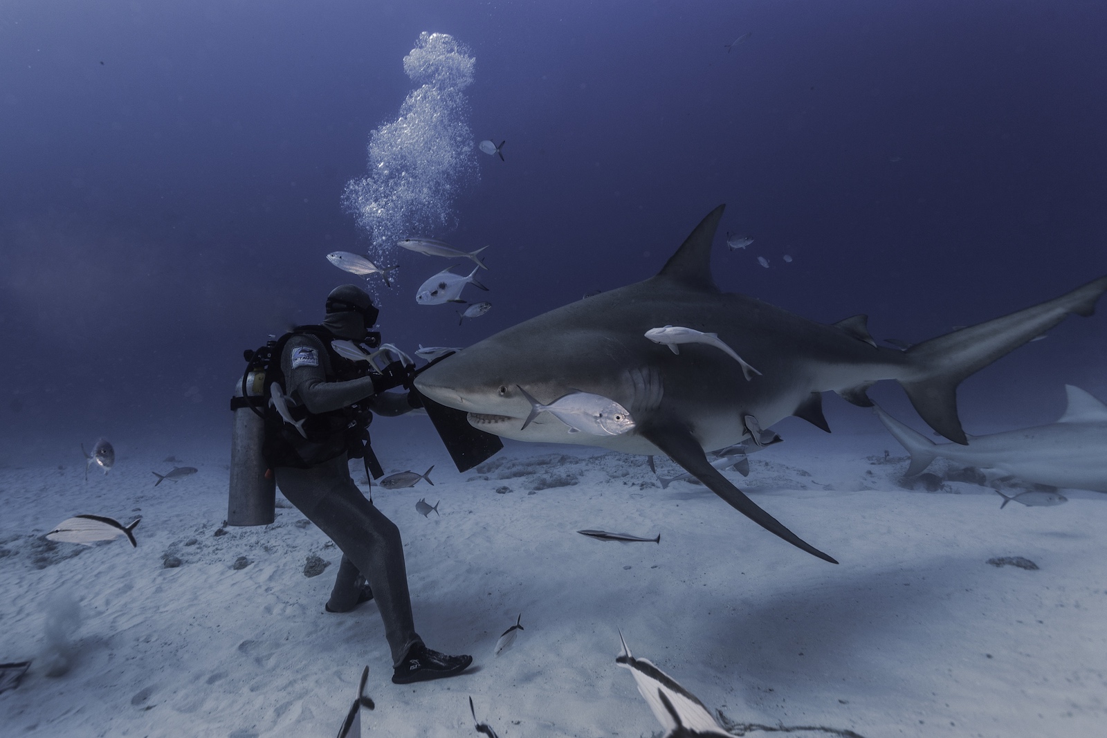 Scuba Divers Share Their Most Terrifying Underwater Encounters ...