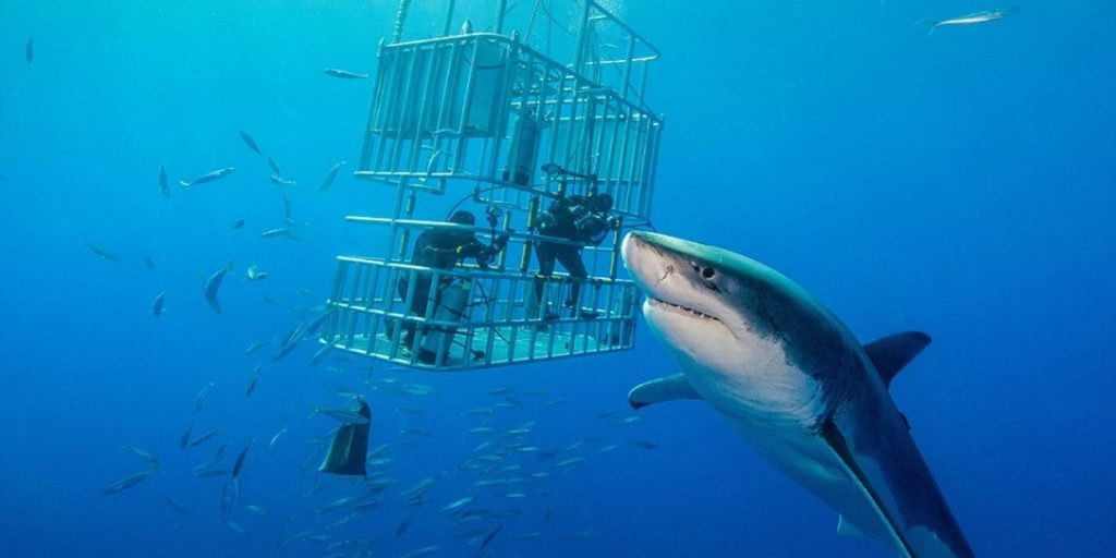Scuba Divers Share Their Most Terrifying Underwater Encounters