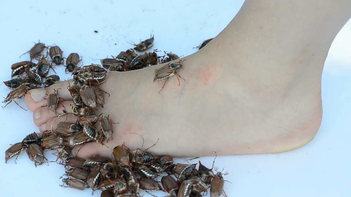 People Around The World Share The Worst Insect Infestations They Have 9323