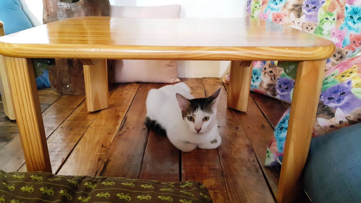 It s under the table. Кот под столом. Столик для кошки. Кот под стулом. Котенок под столом.