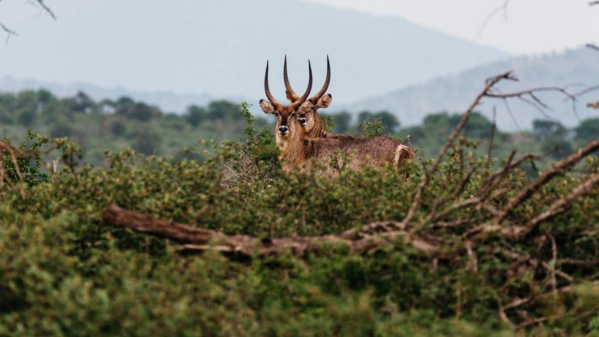 People Share The Local Animals From Their Countries That You Should Watch Out For