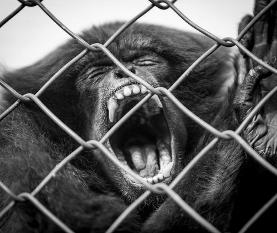 Monkey Alert: Tourists And Locals Share Wild Encounters With Monkeys