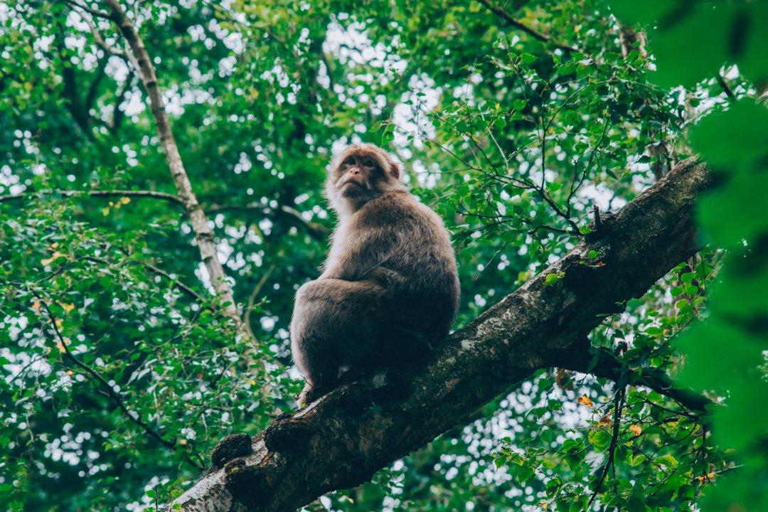 Monkey Alert: Tourists And Locals Share Wild Encounters With Monkeys