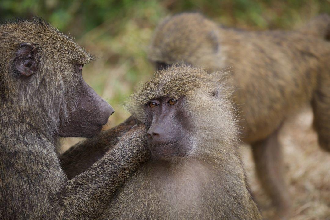 Monkey Alert: Tourists And Locals Share Wild Encounters With Monkeys