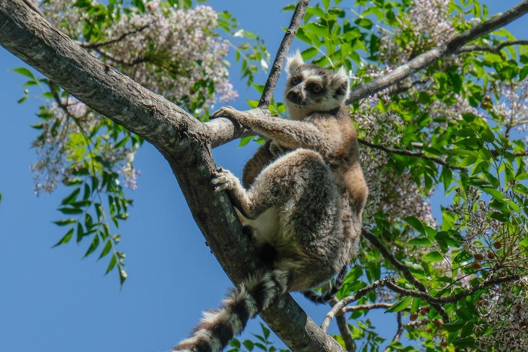 Monkey Alert: Tourists And Locals Share Wild Encounters With Monkeys