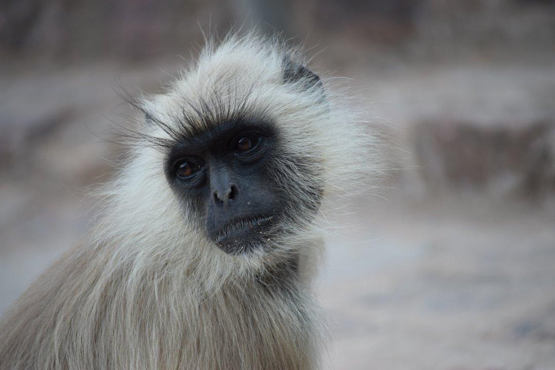 Monkey Alert: Tourists And Locals Share Wild Encounters With Monkeys