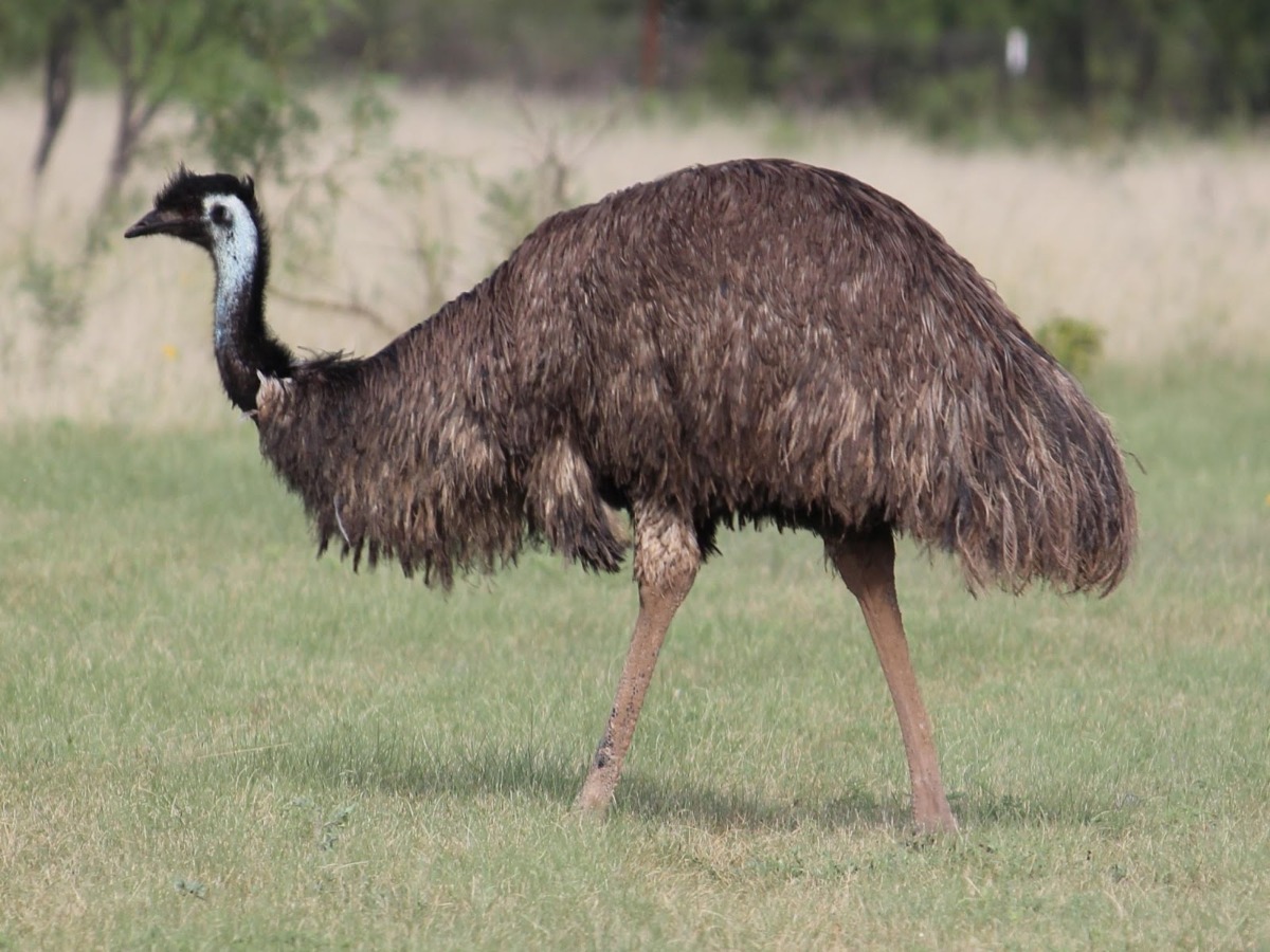 People Share The Local Animals From Their Countries That You Should Watch Out For