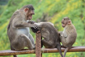 Monkey Alert: Tourists And Locals Share Wild Encounters With Monkeys