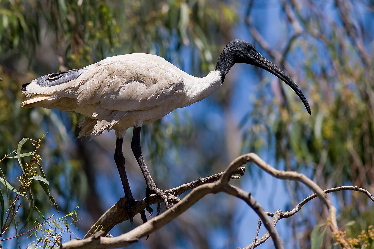 People Share The Most Unexpected Things They Saw While Visiting Australia