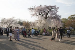 A Backpacker's Guide To Kyoto: The Cultural Heart Of Japan