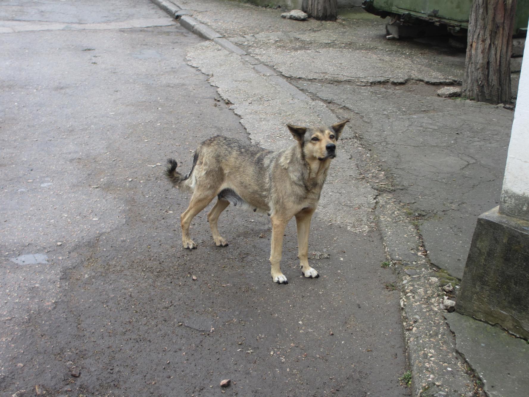 People From Around The World Share Their Heartwarming Animal Stories