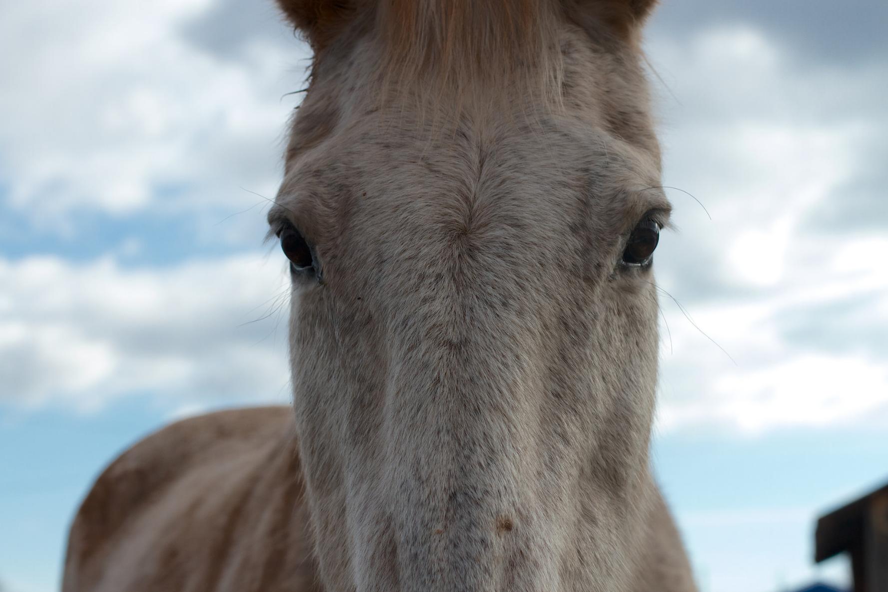 People From Around The World Share Their Heartwarming Animal Stories