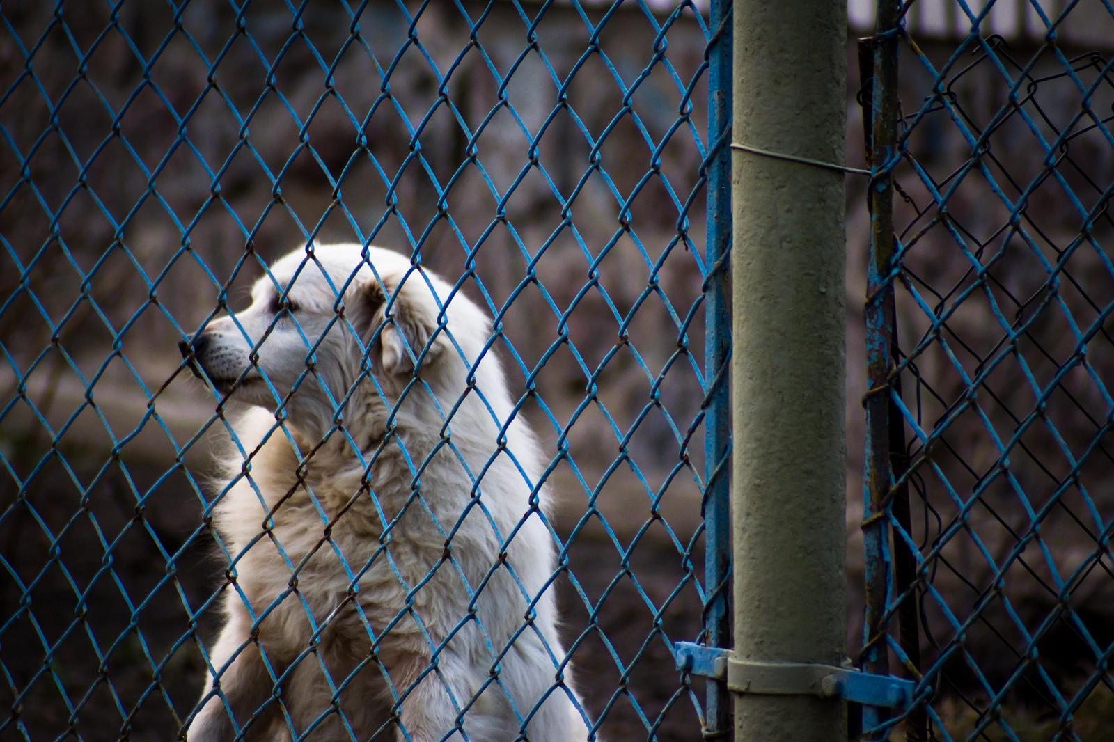 People From Around The World Share Their Heartwarming Animal Stories