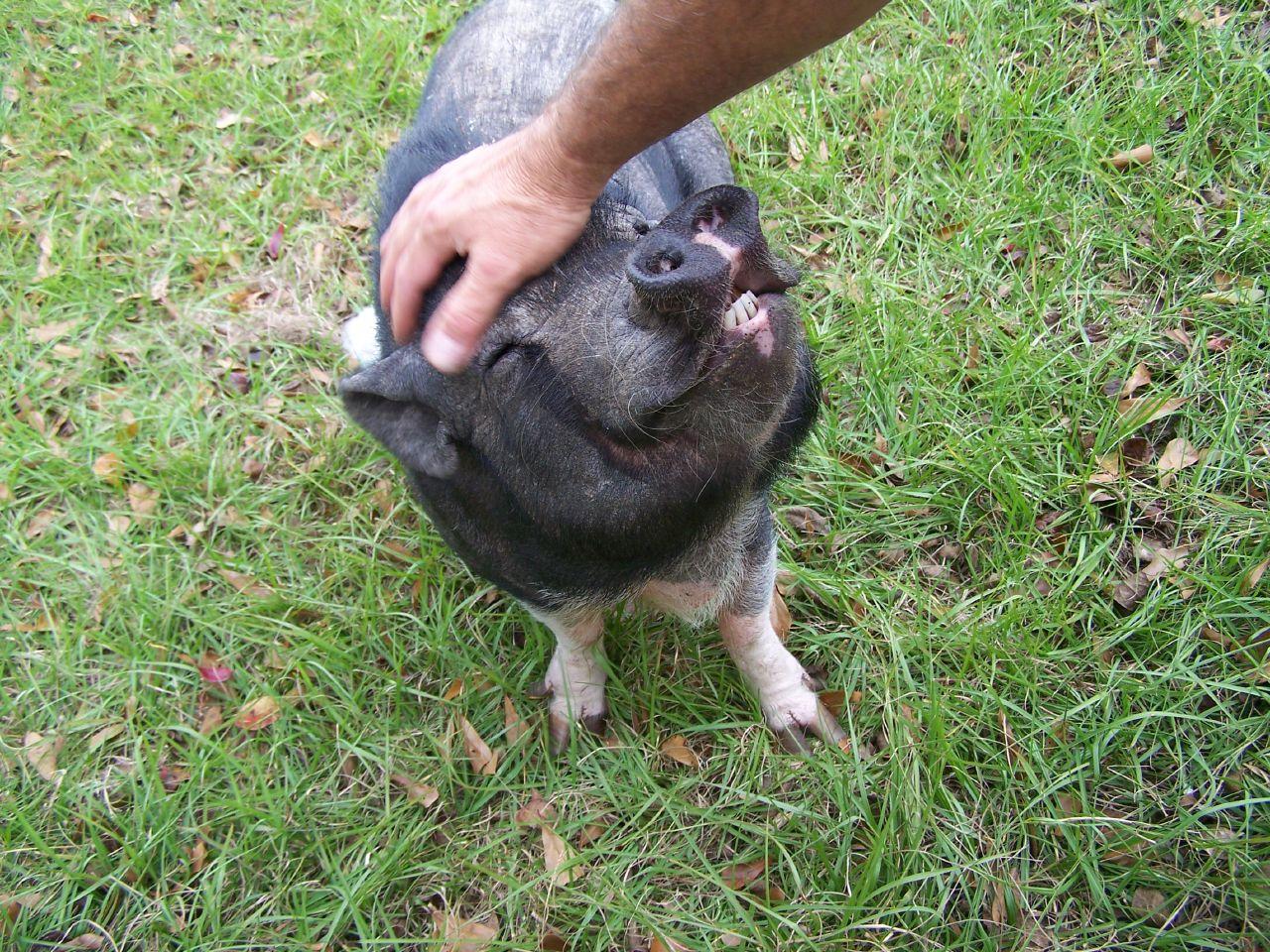 People From Around The World Share Their Heartwarming Animal Stories