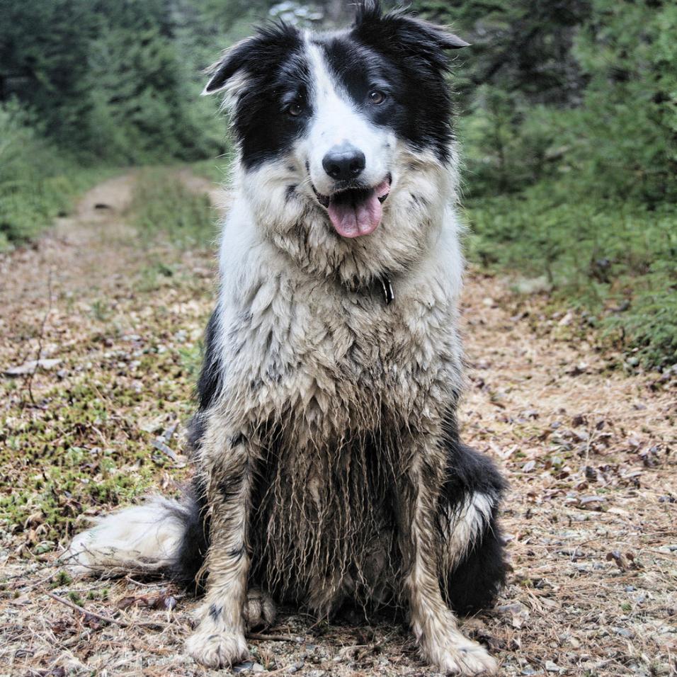 People From Around The World Share Their Heartwarming Animal Stories