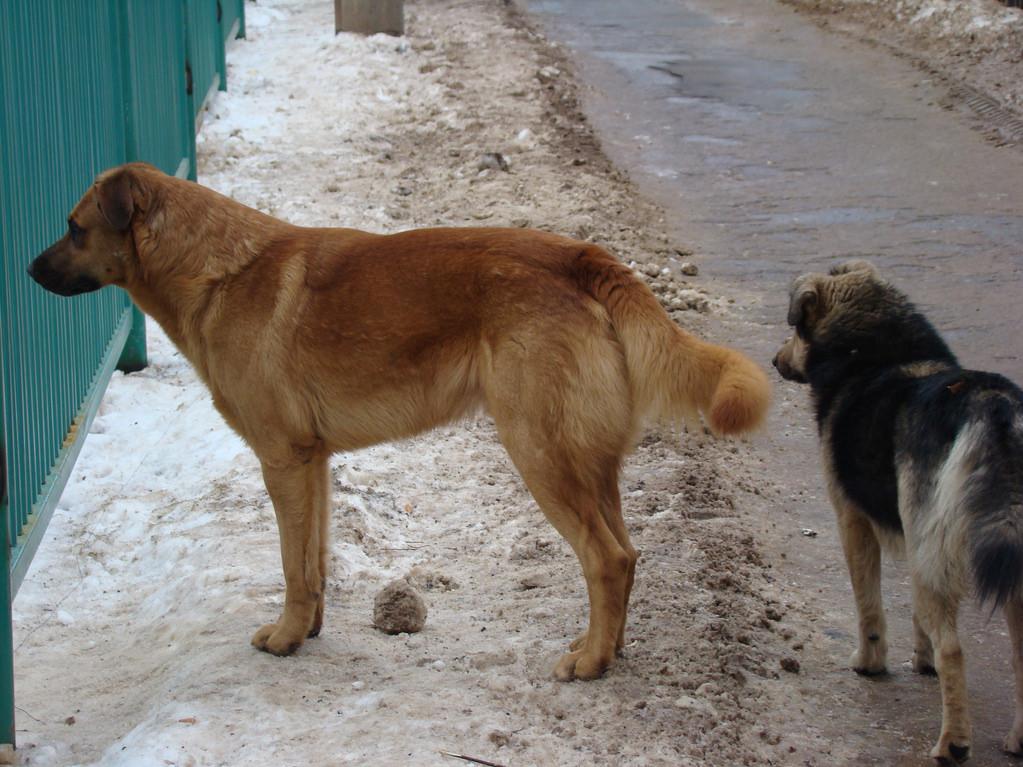 People From Around The World Share Their Heartwarming Animal Stories