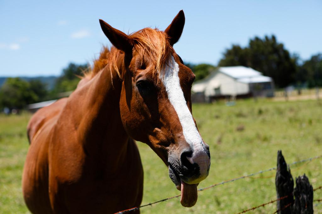 People From Around The World Share Their Heartwarming Animal Stories