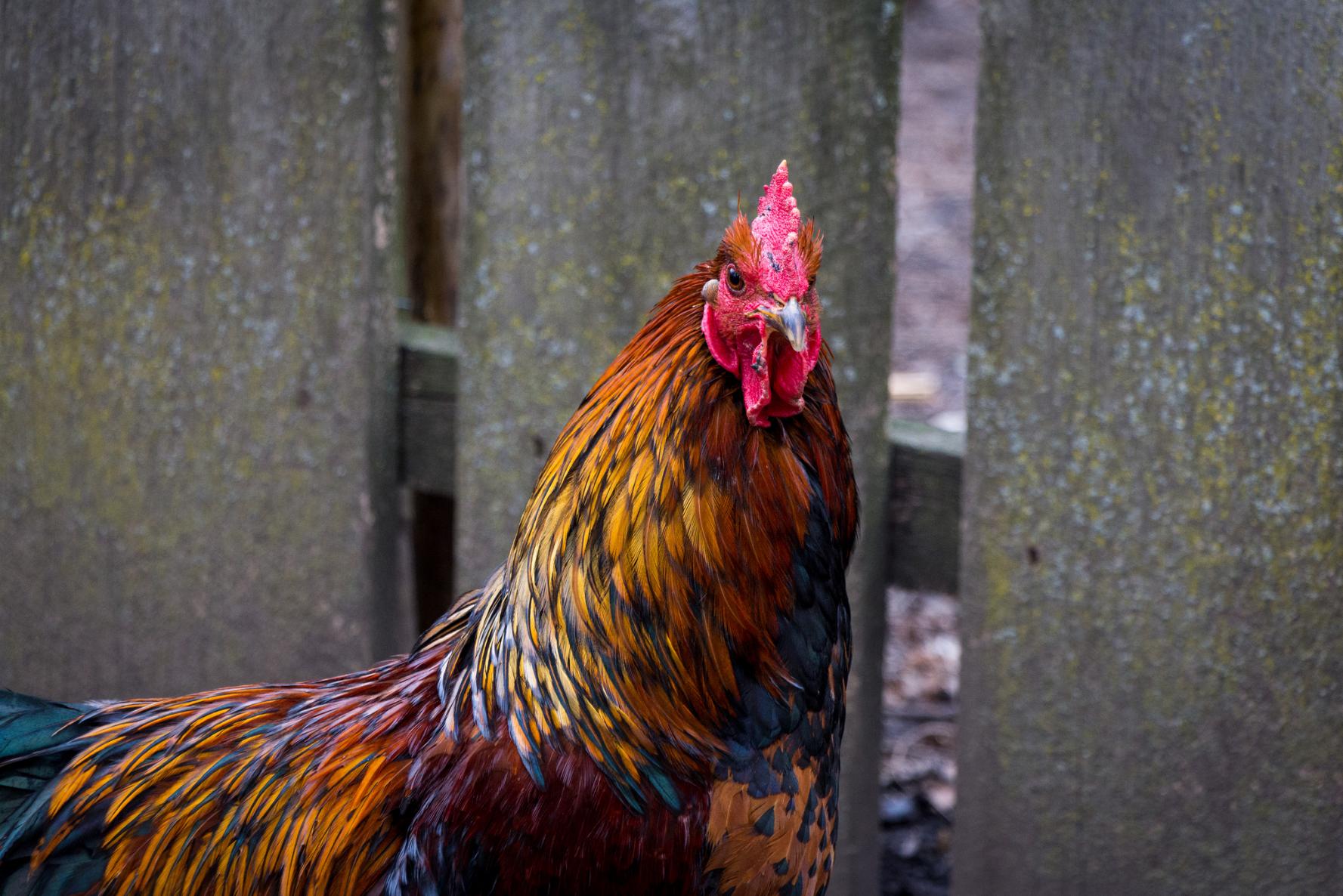 People From Around The World Share Their Heartwarming Animal Stories