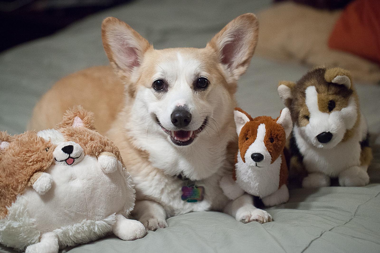 People From Around The World Share Their Heartwarming Animal Stories