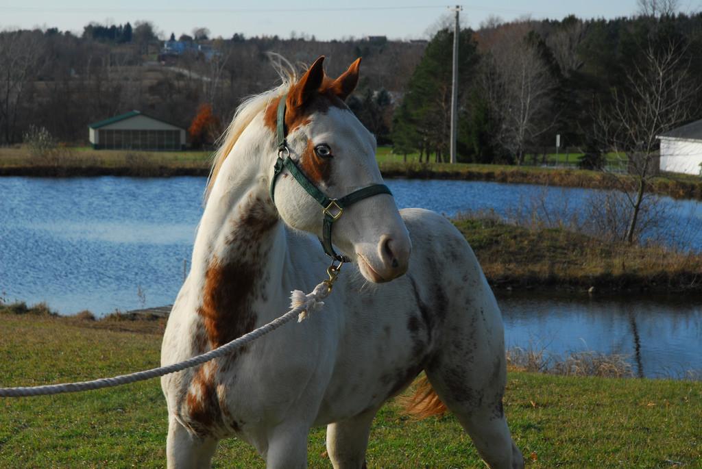 People From Around The World Share Their Heartwarming Animal Stories