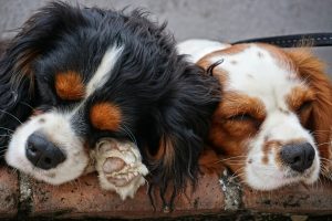 People From Around The World Share Their Heartwarming Animal Stories