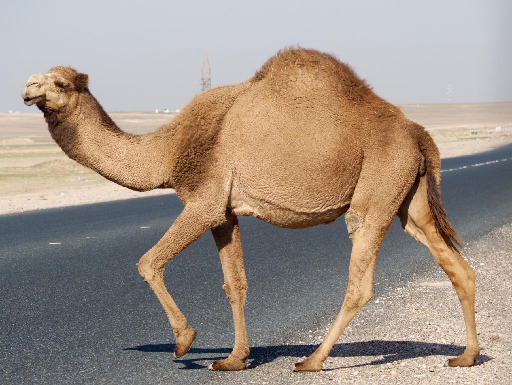 Фото верблюда. Инджаз верблюд. Одногорбый верблюжонок. Camelus dromedarius. Одногорбый верблюд Африка.