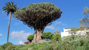 Dragon Tree, Tenerife