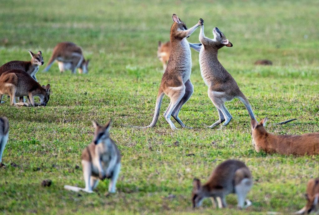 Australia's Most Dangerous Animals, Ranked - RoughMaps | Where real