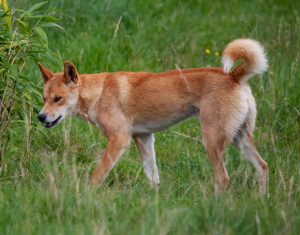 Australia's Most Dangerous Animals, Ranked