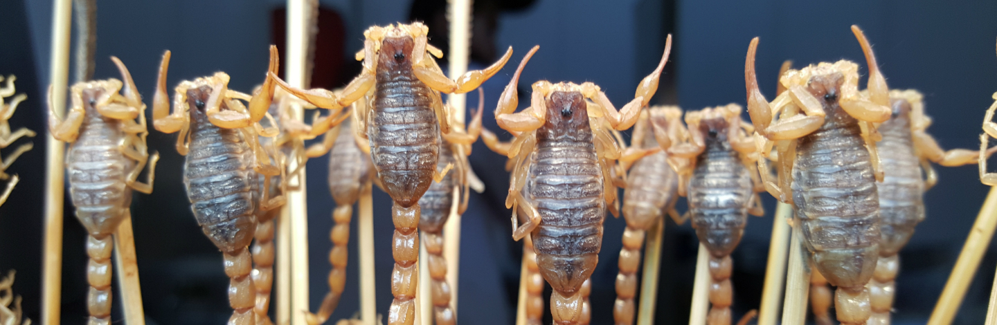 Airport Security Find 200 Live Scorpions In Luggage